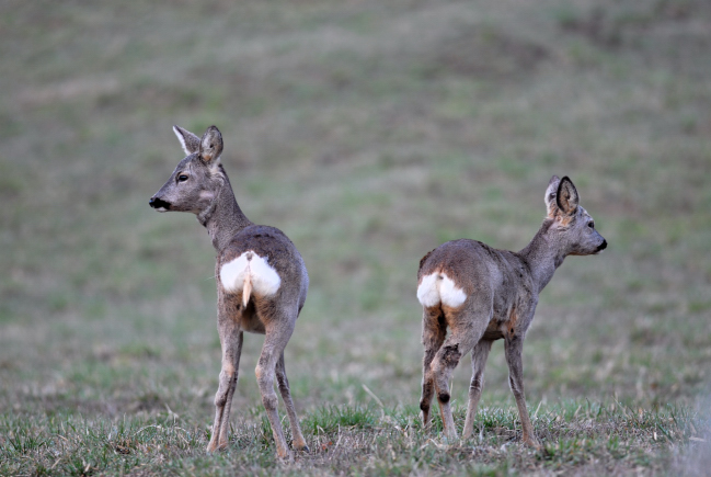 Il Capriolo